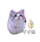 愛猫アリス（個別スタンプ：29）