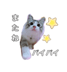 愛猫アリス（個別スタンプ：30）