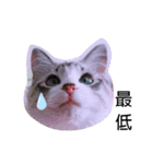愛猫アリス（個別スタンプ：32）