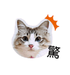 愛猫アリス（個別スタンプ：33）