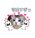 愛猫アリス（個別スタンプ：37）