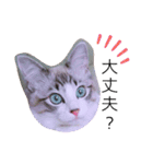 愛猫アリス（個別スタンプ：38）