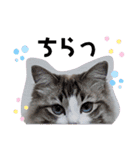 愛猫アリス（個別スタンプ：39）