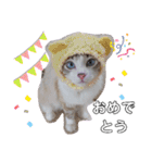 愛猫アリス（個別スタンプ：40）