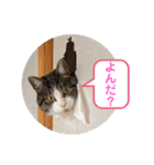 猫のこたろうスタンプ（個別スタンプ：2）