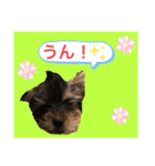 かわいい！ペロリんスタンプ（個別スタンプ：3）