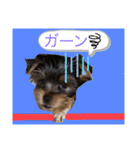 かわいい！ペロリんスタンプ（個別スタンプ：4）
