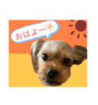 かわいい！ペロリんスタンプ（個別スタンプ：6）