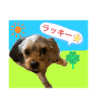 かわいい！ペロリんスタンプ（個別スタンプ：7）
