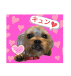 かわいい！ペロリんスタンプ（個別スタンプ：10）