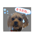 かわいい！ペロリんスタンプ（個別スタンプ：13）