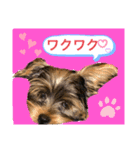 かわいい！ペロリんスタンプ（個別スタンプ：18）