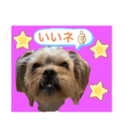 かわいい！ペロリんスタンプ（個別スタンプ：24）
