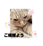 猫スタンプ ちーちゃん3（個別スタンプ：1）