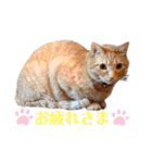 猫スタンプ ちーちゃん3（個別スタンプ：2）