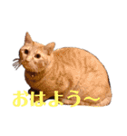 猫スタンプ ちーちゃん3（個別スタンプ：3）