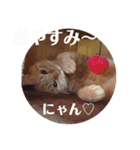猫スタンプ ちーちゃん3（個別スタンプ：5）