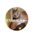 猫スタンプ ちーちゃん3（個別スタンプ：6）