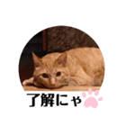 猫スタンプ ちーちゃん3（個別スタンプ：7）