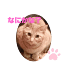 猫スタンプ ちーちゃん3（個別スタンプ：10）