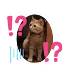 猫スタンプ ちーちゃん3（個別スタンプ：11）