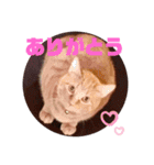 猫スタンプ ちーちゃん3（個別スタンプ：12）