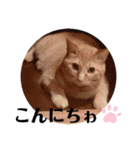 猫スタンプ ちーちゃん3（個別スタンプ：16）