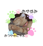 猫スタンプ ちーちゃん3（個別スタンプ：17）