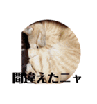 猫スタンプ ちーちゃん3（個別スタンプ：20）