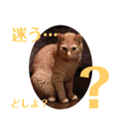 猫スタンプ ちーちゃん3（個別スタンプ：21）