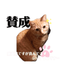 猫スタンプ ちーちゃん3（個別スタンプ：22）