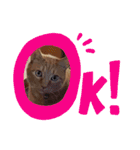 猫スタンプ ちーちゃん3（個別スタンプ：23）