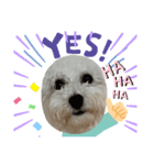 ビションフリーゼ犬なごみ5（個別スタンプ：1）