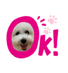 ビションフリーゼ犬なごみ5（個別スタンプ：2）
