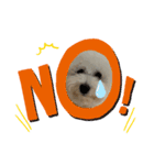 ビションフリーゼ犬なごみ5（個別スタンプ：3）