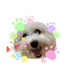 ビションフリーゼ犬なごみ5（個別スタンプ：4）