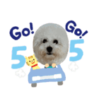 ビションフリーゼ犬なごみ5（個別スタンプ：5）
