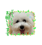 ビションフリーゼ犬なごみ5（個別スタンプ：7）