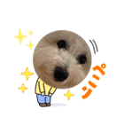 ビションフリーゼ犬なごみ5（個別スタンプ：8）