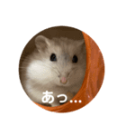 だいふく〜6  やばい時（個別スタンプ：4）