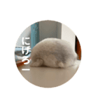 だいふく〜6  やばい時（個別スタンプ：6）