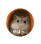 だいふく〜6  やばい時（個別スタンプ：8）