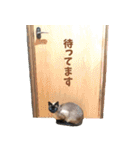 ほぼ、シャム猫（個別スタンプ：32）