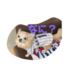チョコとさくら12（個別スタンプ：1）