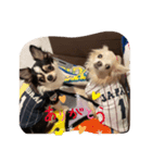 チョコとさくら12（個別スタンプ：8）