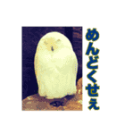 めんどくせぇフクロウ（個別スタンプ：32）