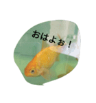 金魚の知らせ❤（個別スタンプ：1）