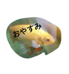 金魚の知らせ❤（個別スタンプ：2）