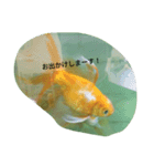 金魚の知らせ❤（個別スタンプ：3）