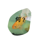 金魚の知らせ❤（個別スタンプ：4）